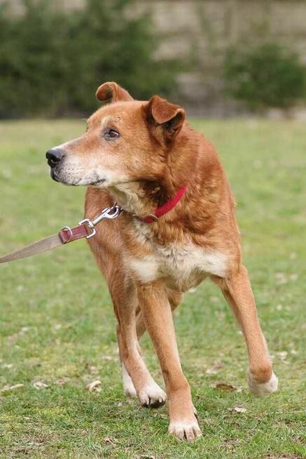 Gerard szuka domu -schronisko Zgierz-aktualne