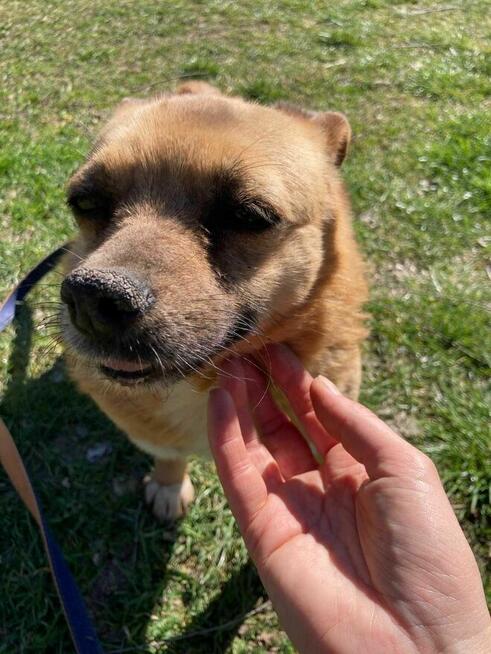 Suita 8 kg szuka domu schronisko Zgierz -aktualne