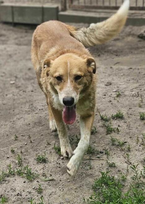 Naked szuka domu schronisko Zgierz -aktualne