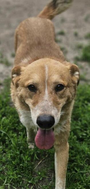 Naked szuka domu schronisko Zgierz -aktualne