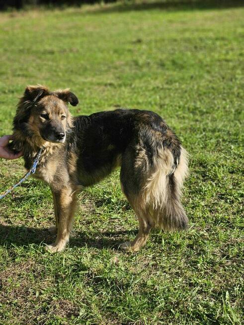 Gapcio szuka domu schronisko Zgierz-aktualne