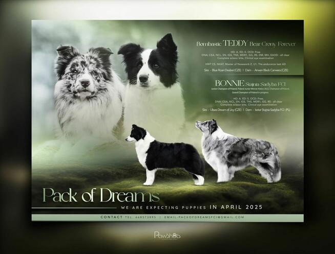 Piesek Border Collie ZKwP/FCI gotowy do zmiany domu