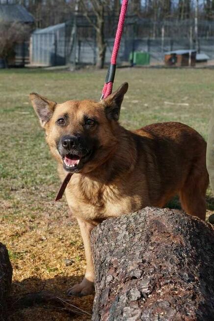 Goka szuka domu -schronisko Zgierz-aktualne