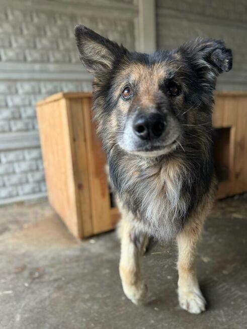 Aron - kto pokocha starszego psa?