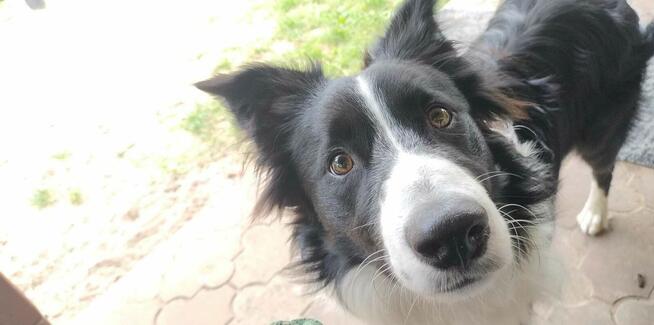 Border collie do adopcji