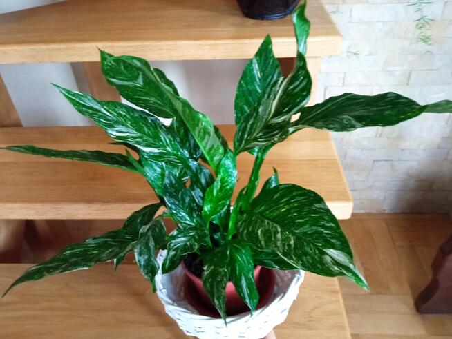 Skrzydłokwiat variegata Diamond-piękny oczyszczacz powietrza