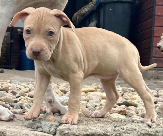 Szczenięta Amerykańskiego Pitbull Teriera