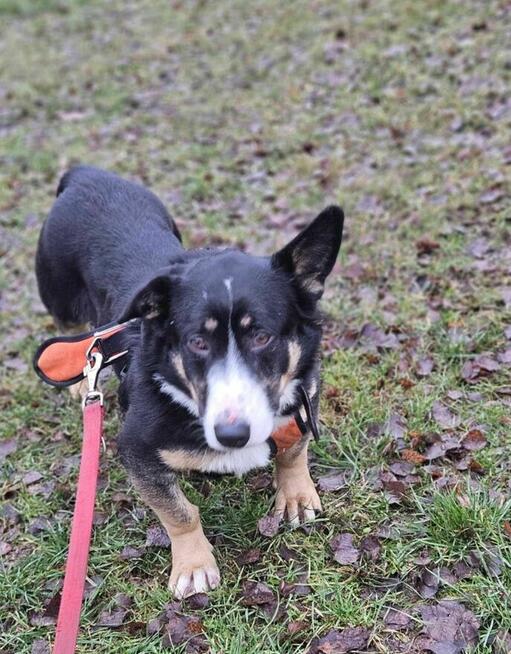 Cwaniak szuka domu schronisko Zgierz-aktualne