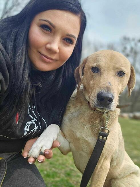 Labrador mix Sunrise szuka domu schronisko Zgierz-aktualne