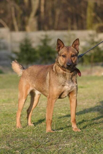 owczarek Belgijski mix szuka domu schronisko Zgierz Aktualne