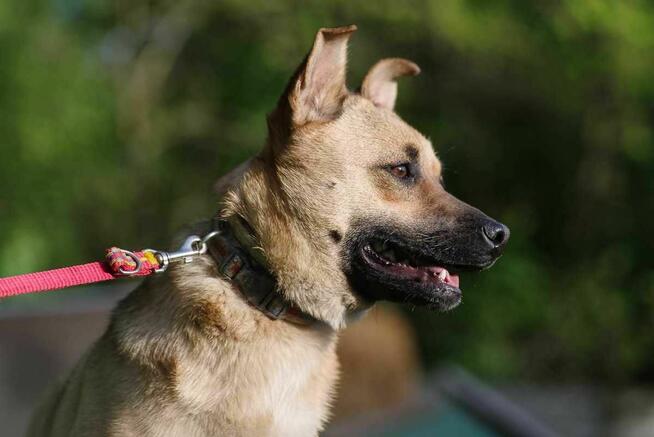 Stasia szuka domu schronisko Zgierz -aktualne