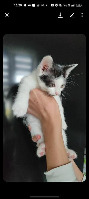 Pilne! Kotki szukają kochającego i ciepłego domu