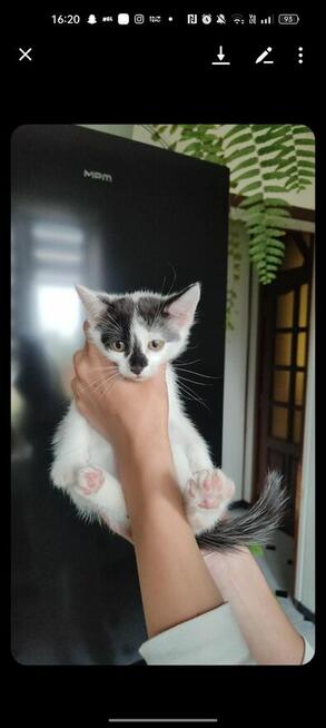 Pilne! Kotki szukają kochającego i ciepłego domu