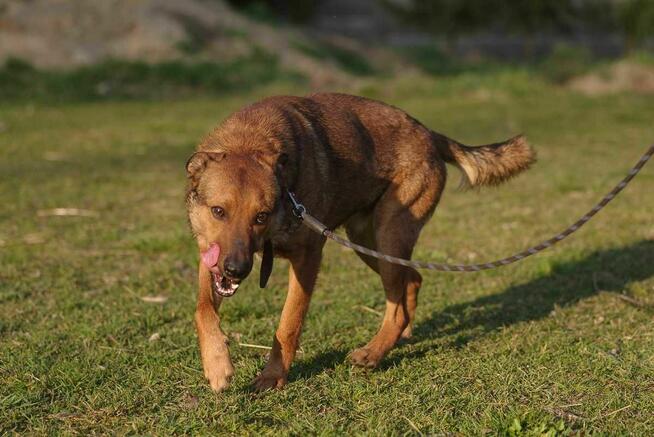 owczarek Belgijski mix szuka domu schronisko Zgierz Aktualne