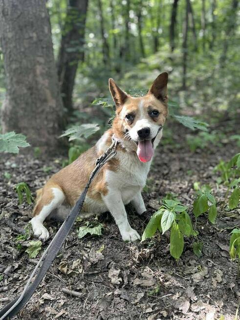 Serwetka szuka domu schronisko Zgierz -aktualne