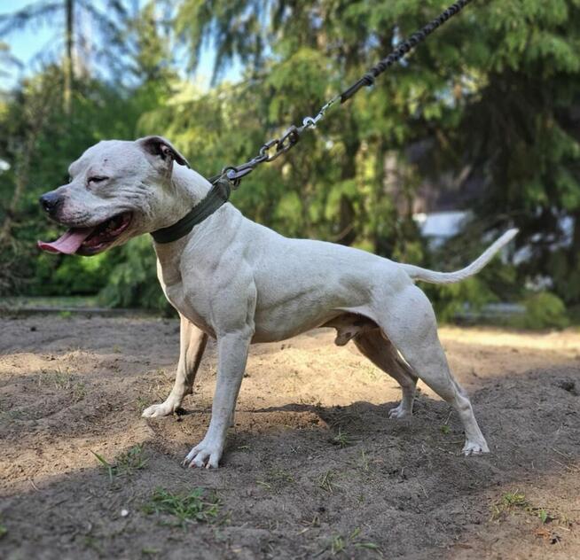 Szczenięta Amerykańskiego Pitbull Teriera