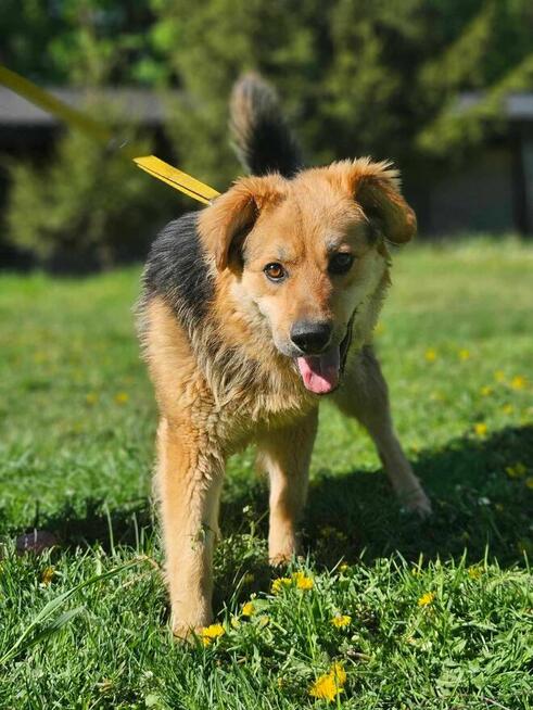 Bekon szuka domu schronisko Zgierz-aktualne