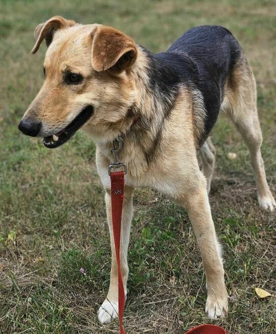Nerkowiec szuka domu schronisko -Zgierz -aktualne