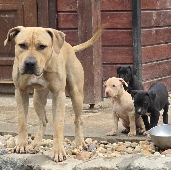 Szczenięta Amerykańskiego Pitbull Teriera