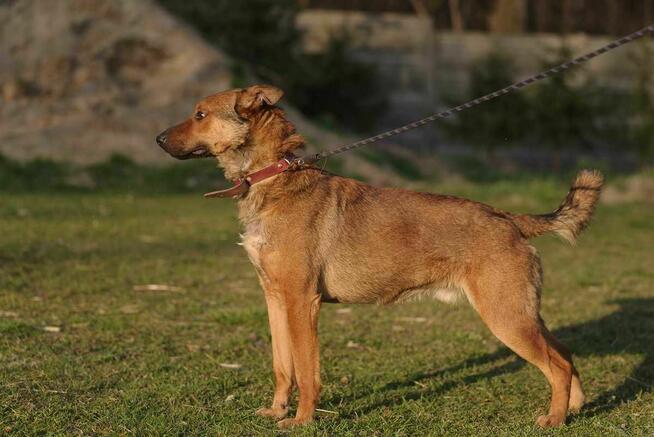 owczarek Belgijski mix szuka domu schronisko Zgierz Aktualne