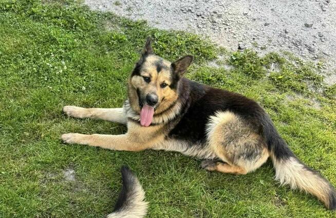 Owczarek mix Wacek szuka domu schronisko Zgierz -aktualne