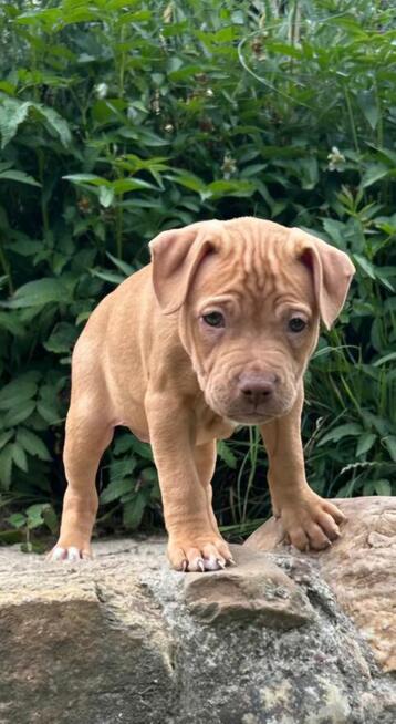 Szczenięta Amerykańskiego Pitbull Teriera