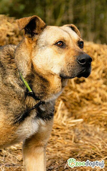 JUNAK - zbyt pospolity by dać mu dom? Błaga o dom!