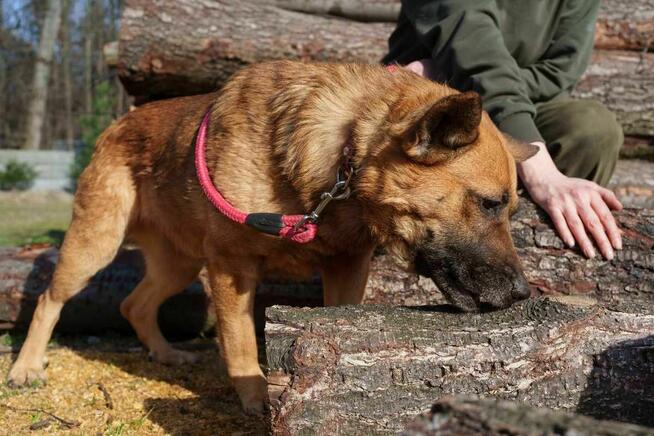 Goka szuka domu -schronisko Zgierz-aktualne