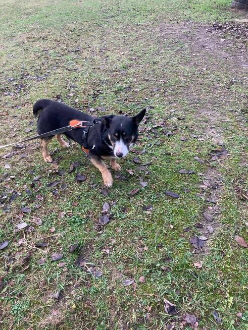 Cwaniak szuka domu schronisko Zgierz-aktualne