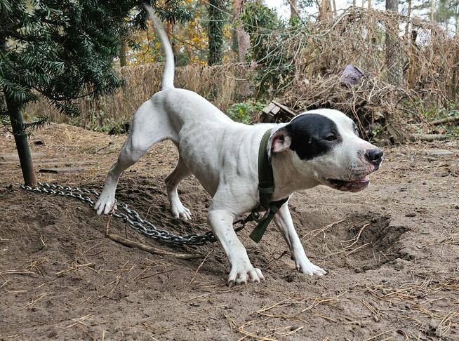 Szczenięta Amerykańskiego Pitbull Teriera