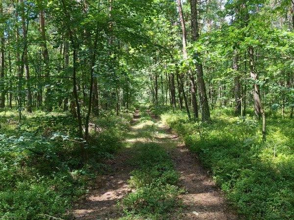 Nieruchomość niezabudowana od Syndyka - Rzymy-Rzymki