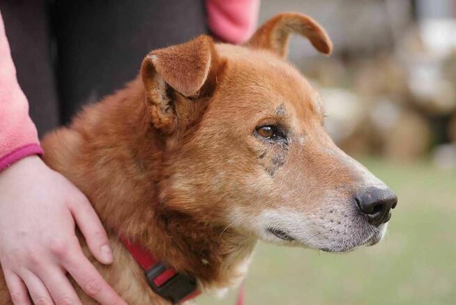 Gerard szuka domu -schronisko Zgierz-aktualne