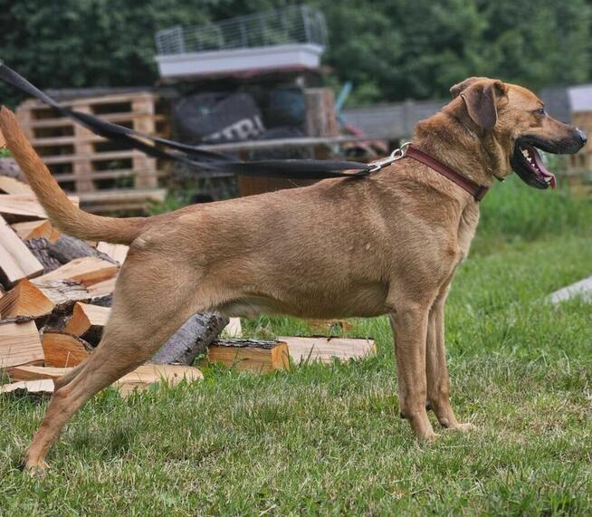 Sorento szuka domu schronisko Zgierz -aktualne