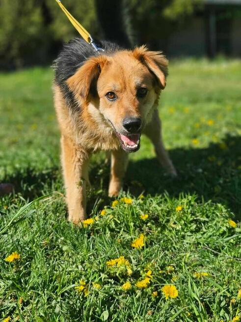 Bekon szuka domu schronisko Zgierz-aktualne