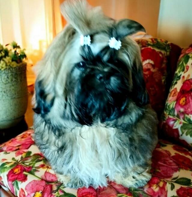 Shih tzu piękny piesek