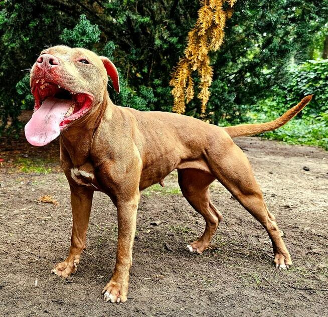 Szczenięta Amerykańskiego Pitbull Teriera