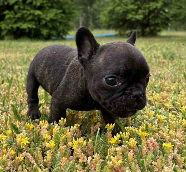 Buldog francuski