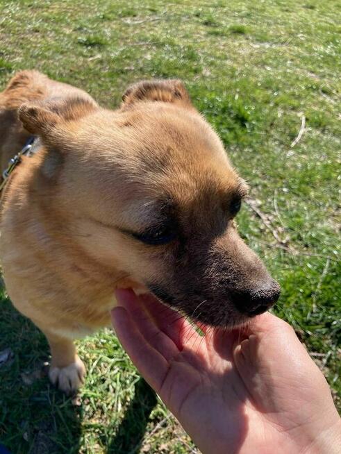 Suita 8 kg szuka domu schronisko Zgierz -aktualne