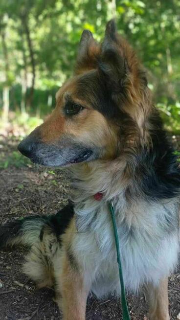 owczarek mix Pezet szuka domu schronisko Zgierz -aktualne