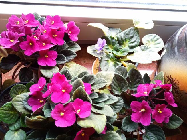 Skrzydłokwiat variegata Diamond-piękny oczyszczacz powietrza