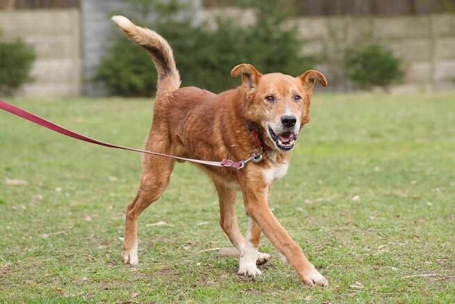 Gerard szuka domu -schronisko Zgierz-aktualne