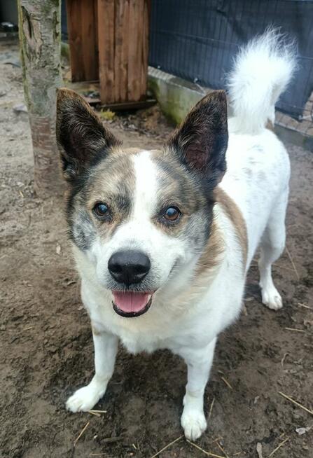 ok. 9 letni Piksel w typie łajki szuka domu!