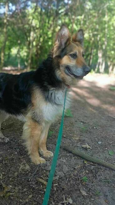 owczarek mix Pezet szuka domu schronisko Zgierz -aktualne