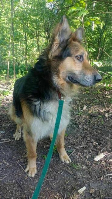 owczarek mix Pezet szuka domu schronisko Zgierz -aktualne