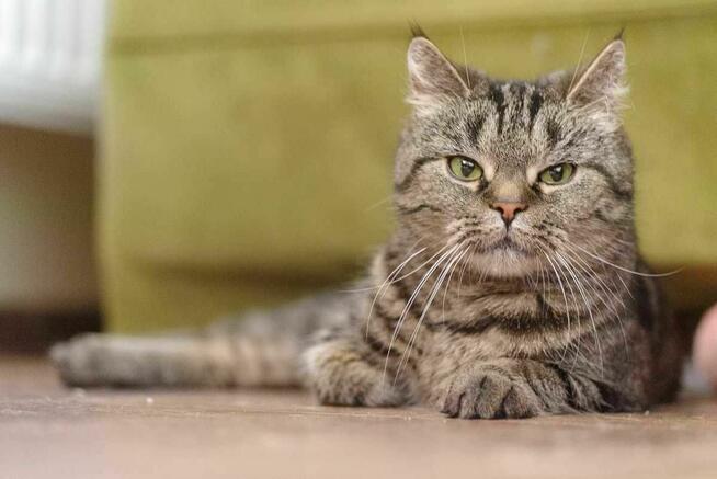 kotki szukają domów schronisko Zgierz-aktualne