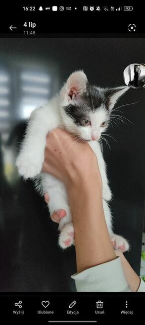 Pilne! Kotki szukają kochającego i ciepłego domu