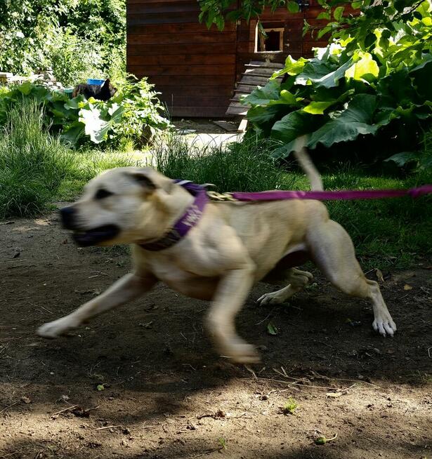 Szczenięta Amerykańskiego Pitbull Teriera