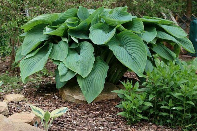 Funkia T-REX – imponująca bylina do cienistych zakątków