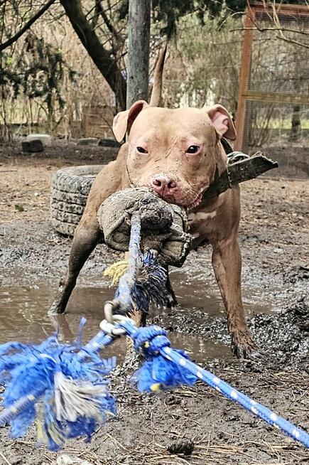 Szczenięta Amerykańskiego Pitbull Teriera