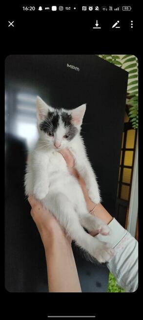 Pilne! Kotki szukają kochającego i ciepłego domu